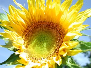sunflower-671589_960_720